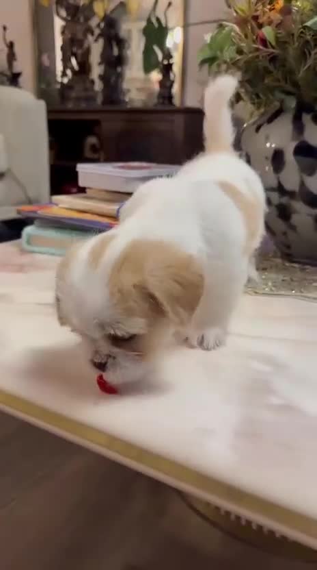 Shih Tzu dogs for sale: Gorgeous tiny imperial shih Tzu girl - Video 1