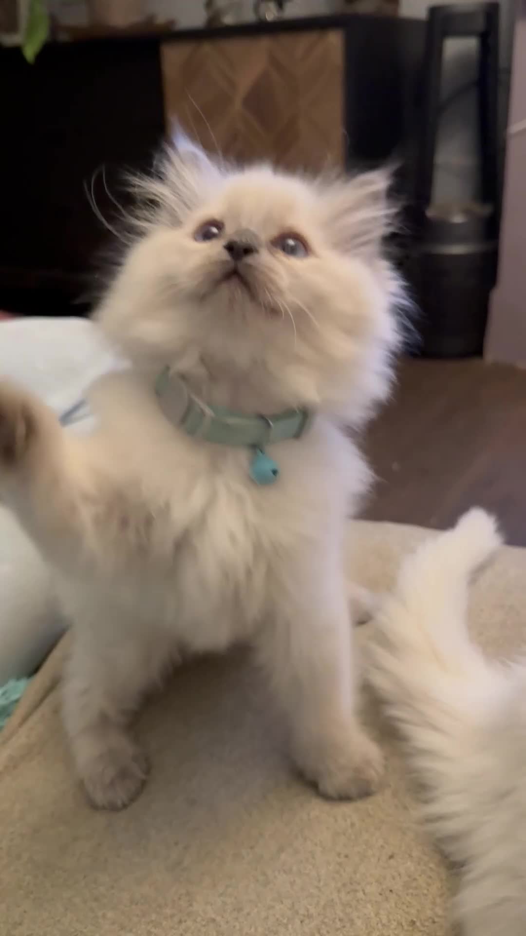 Ragdoll cats for sale: 🤍 Exceptional TICA Registered Ragdoll Girls - Video 4