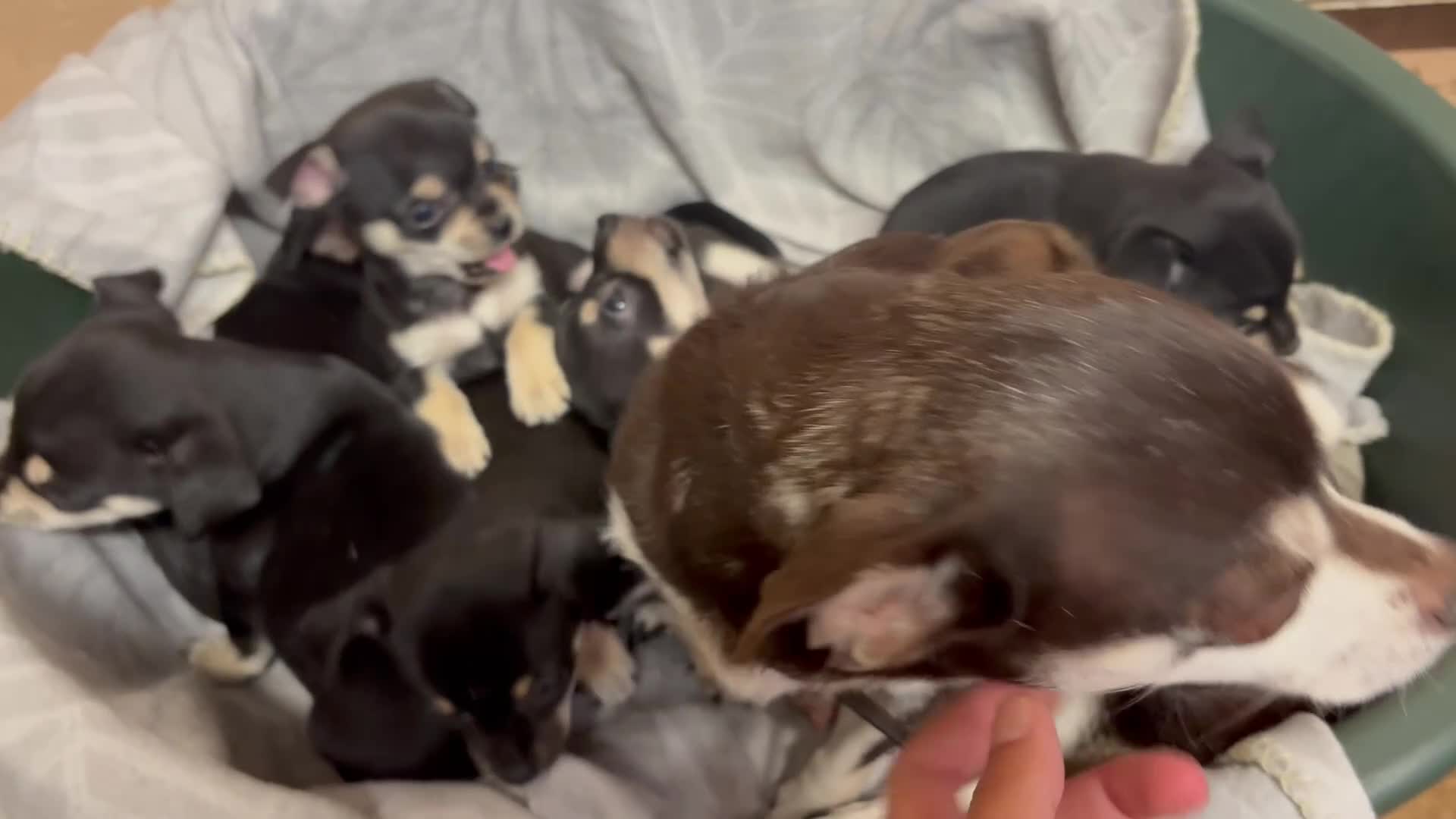 Mixed Breed dogs for sale: 🐶Chihuahua × Miniature Pinscher Puppies  - Video 3