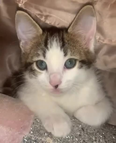 Mixed Breed cats for sale: beautiful bengal kitten reduced price  - Video 2
