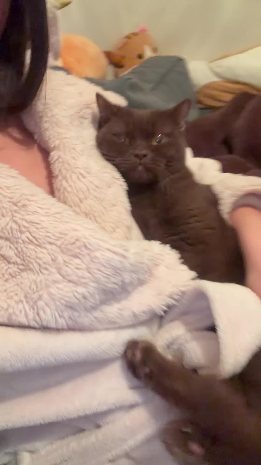 British Shorthair cats for sale: Cinnamon BSH, 2yr Girl - Video 1