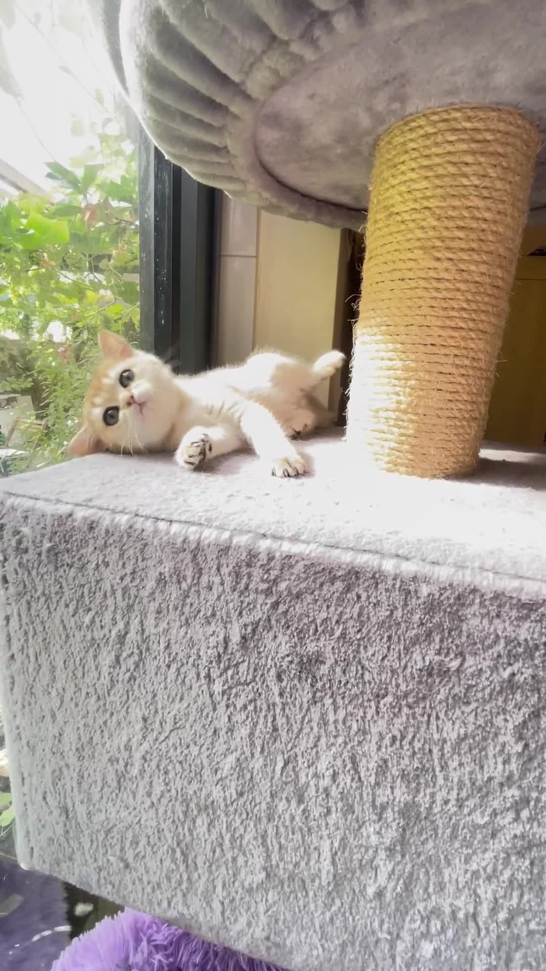 British Shorthair cats for sale: Pure breed British shorthair blue &  golden kitten - Video 1