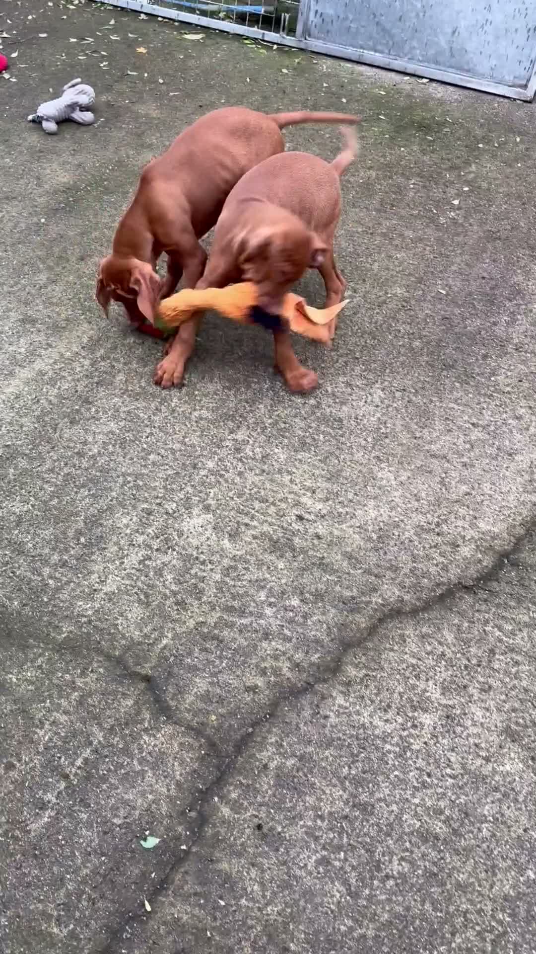 Hungarian Vizsla dogs for sale: Hungarian vizsla puppies for sale - Video 2