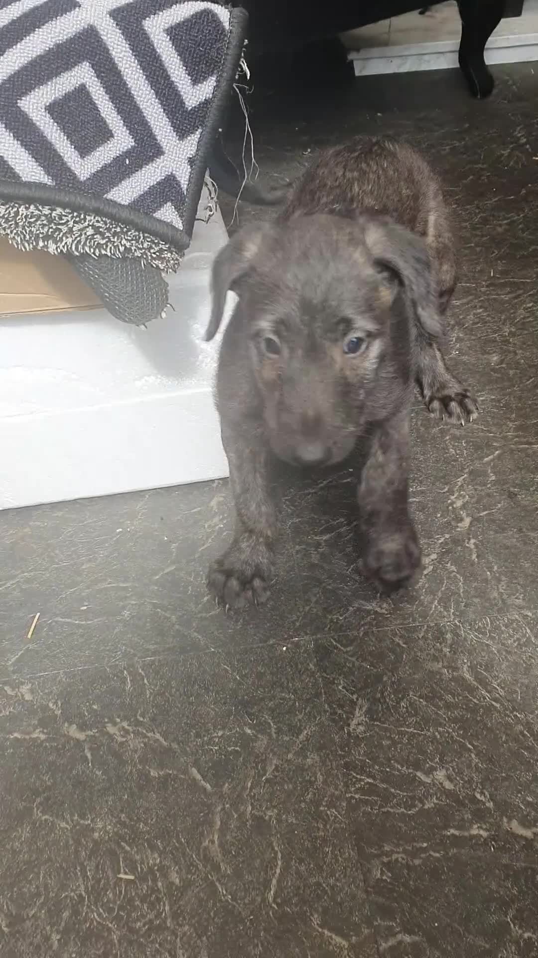 Mixed Breed dogs for sale: Unique 26 Generation English Deerhound  - Video 1