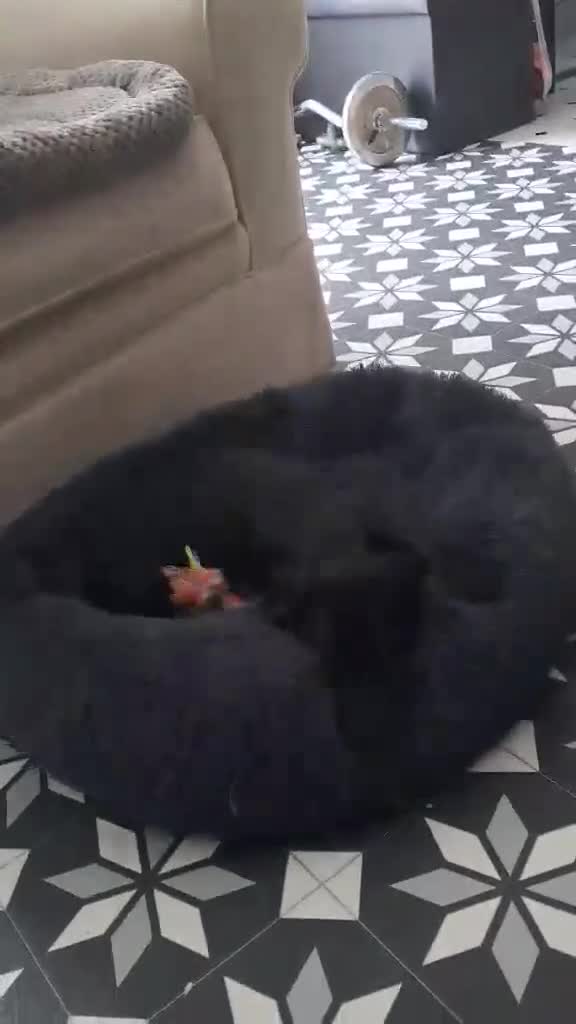 Mixed Breed dogs for adoption: 🐾 Comet - small paws, big adventures 🐾 in Corby - Video 3