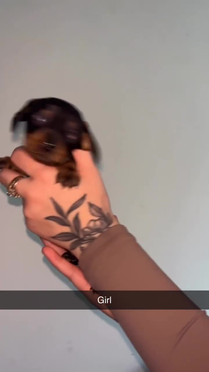 Miniature Dachshund dogs for sale: KC registered miniature dachshund For sale  - Video 3