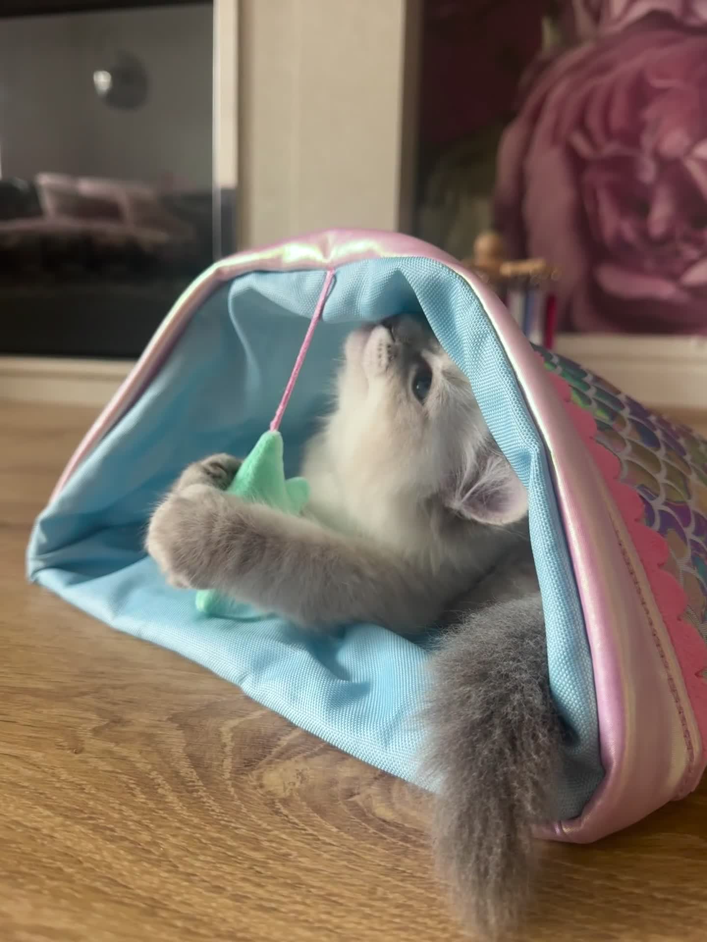 Ragdoll cats for sale: Champion blood dilute blue tabby ragdoll kitten - Video 5