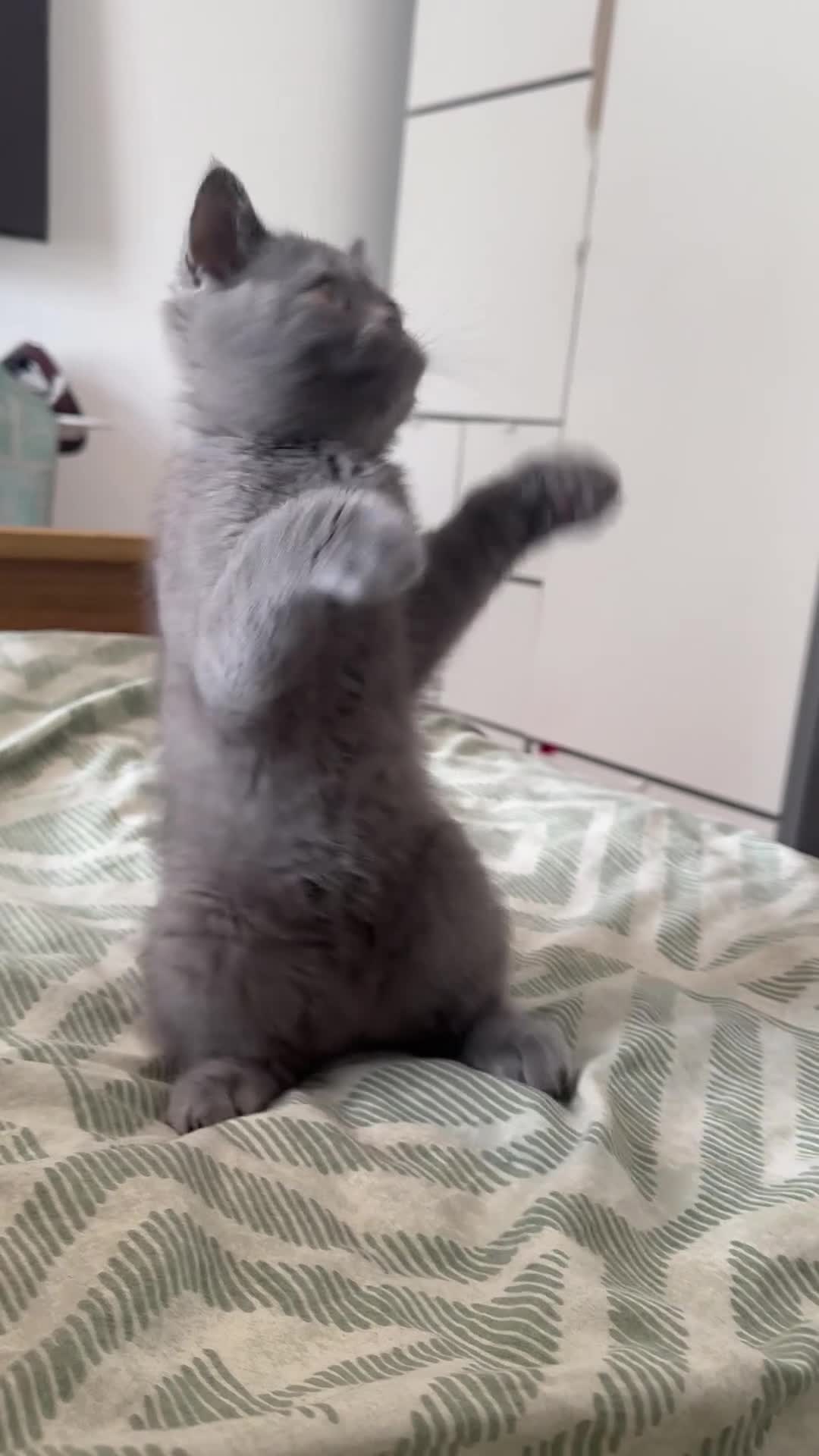 British Shorthair cats for sale: REDUCED BRITISH SHORTHAIR KITTENS  - Video 2