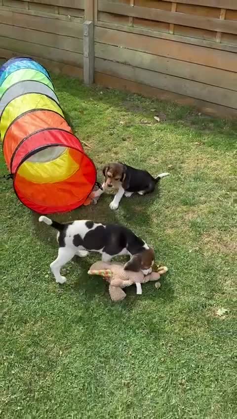 Beagle dogs for sale: KC reg Gorgeous Beagle Pups Champion Bloodline in New Malden - Video 1