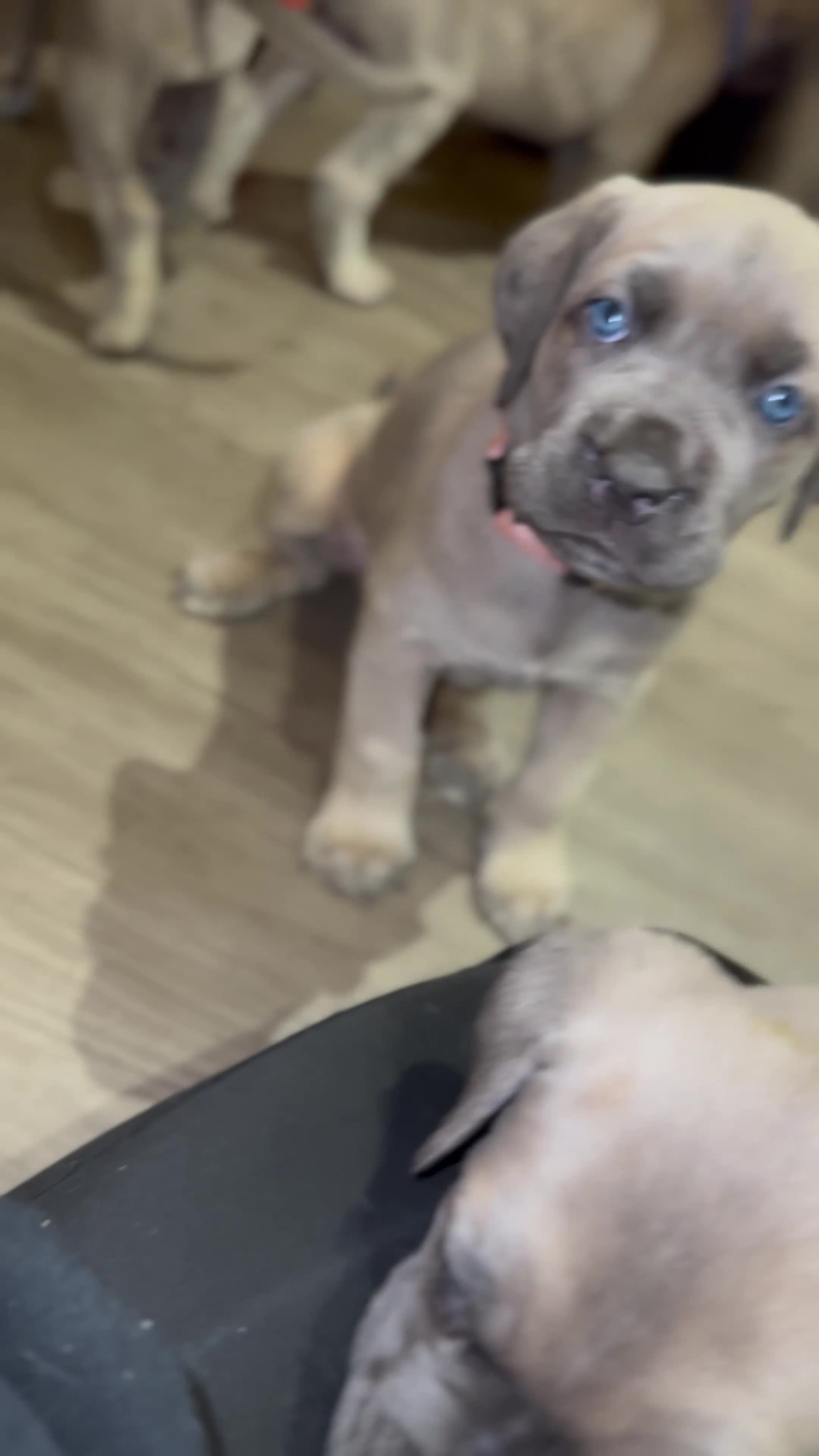 Cane Corso dogs for sale: ‼️ Champion ICCF, health tested Cane Corso pup ‼️ - Video 1