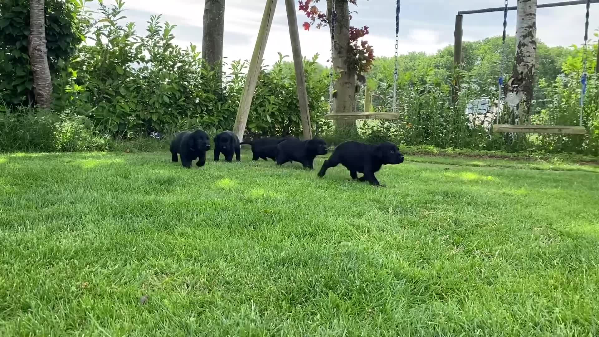 Labrador Retriever dogs for sale: KC Registered Labrador Retriever - 2 girls & 1 boy - Video 1