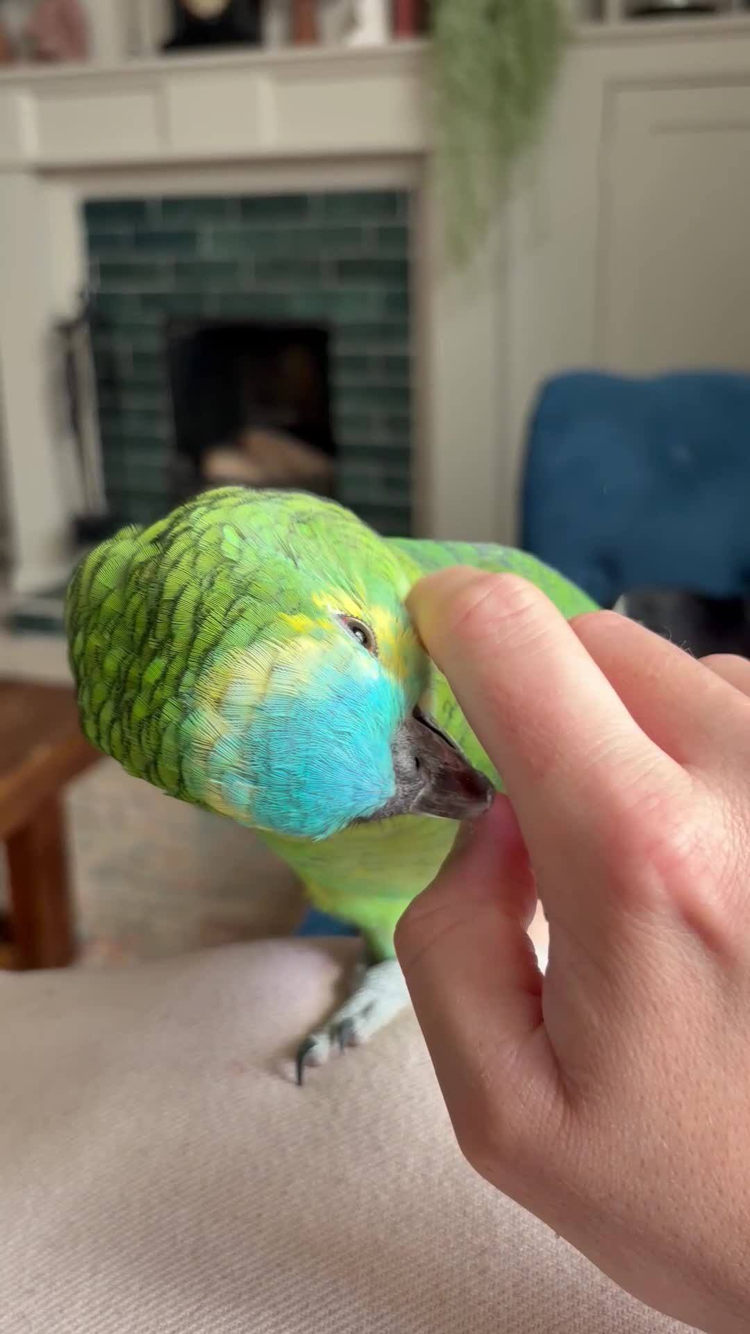 Parrots birds for sale: Male Amazon Parrot - Video 1