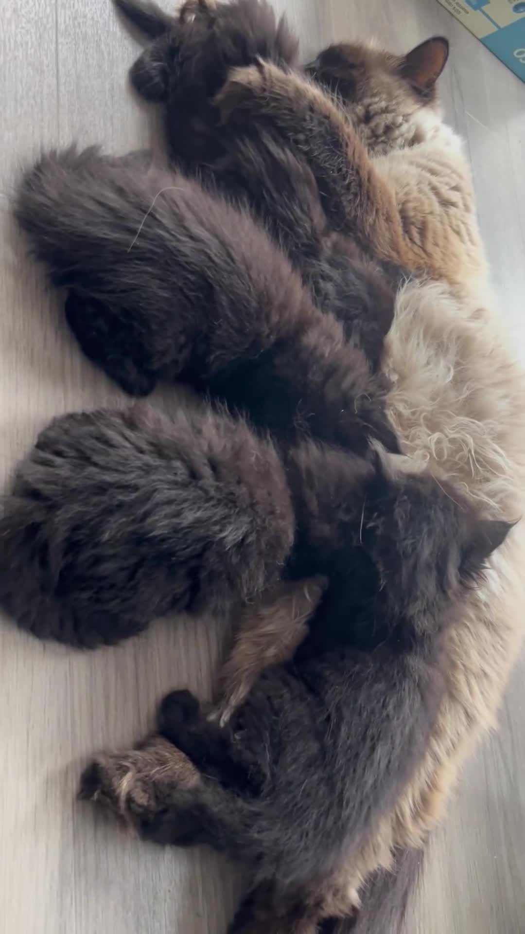 Ragdoll cats for sale: “Adorable Black Ragdoll Kittens – Don’t Miss Out!” - Video 3