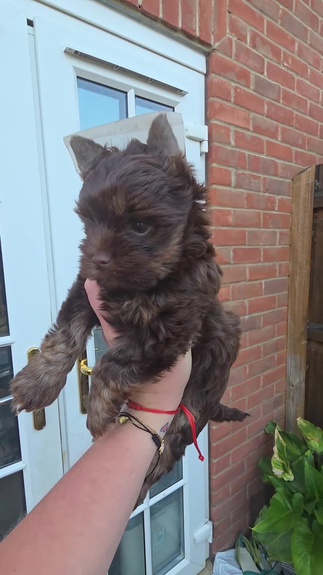 Yorkshire Terrier dogs for sale: Cute puppies ready for new home - Video 1