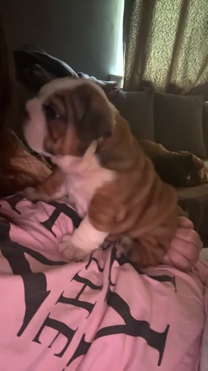 English Bulldog dogs for sale: 2 females from INW GRCH Bonnie.  - Video 3