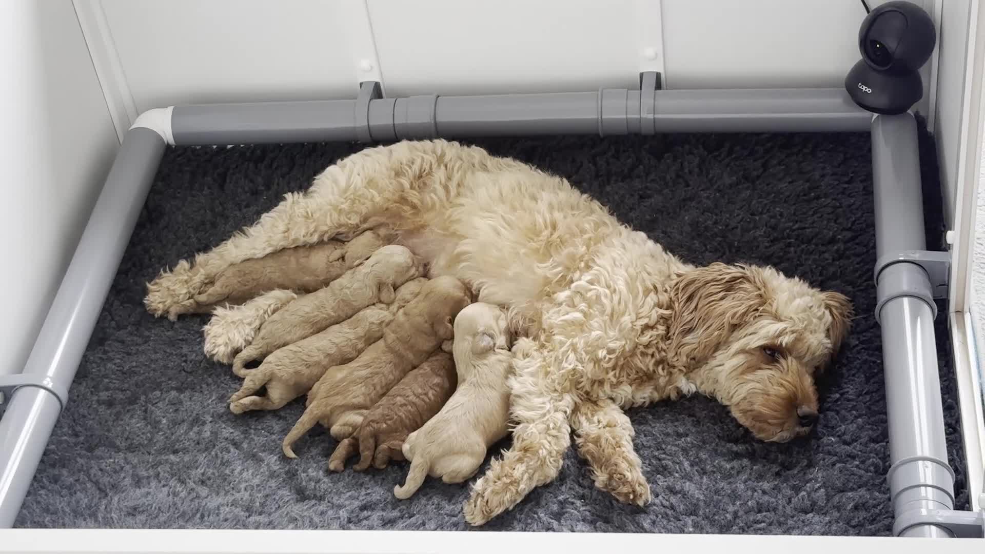 Cockapoo dogs for sale: Toy Cockapoo Puppies Looking for Forever Homes! - Video 3