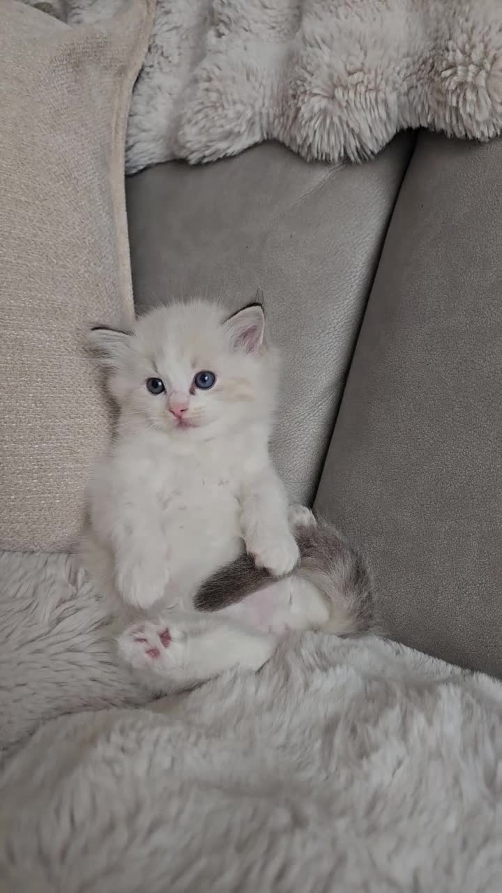 Ragdoll cats for sale: Stunning Ragdoll Kittens – Boys Only (TICA) - Video 1