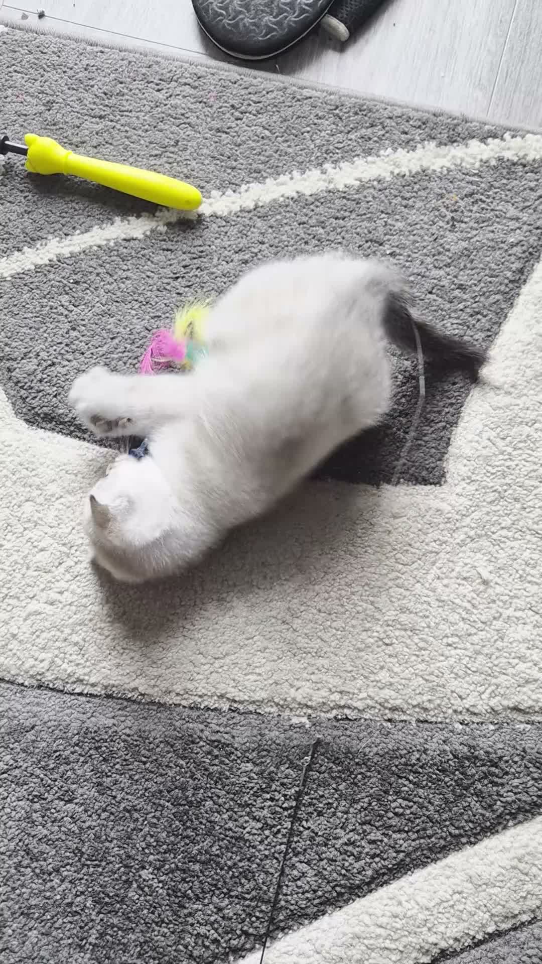 Scottish Fold cats for sale: SNOW SCOTTISH FOLD ready now - Video 1