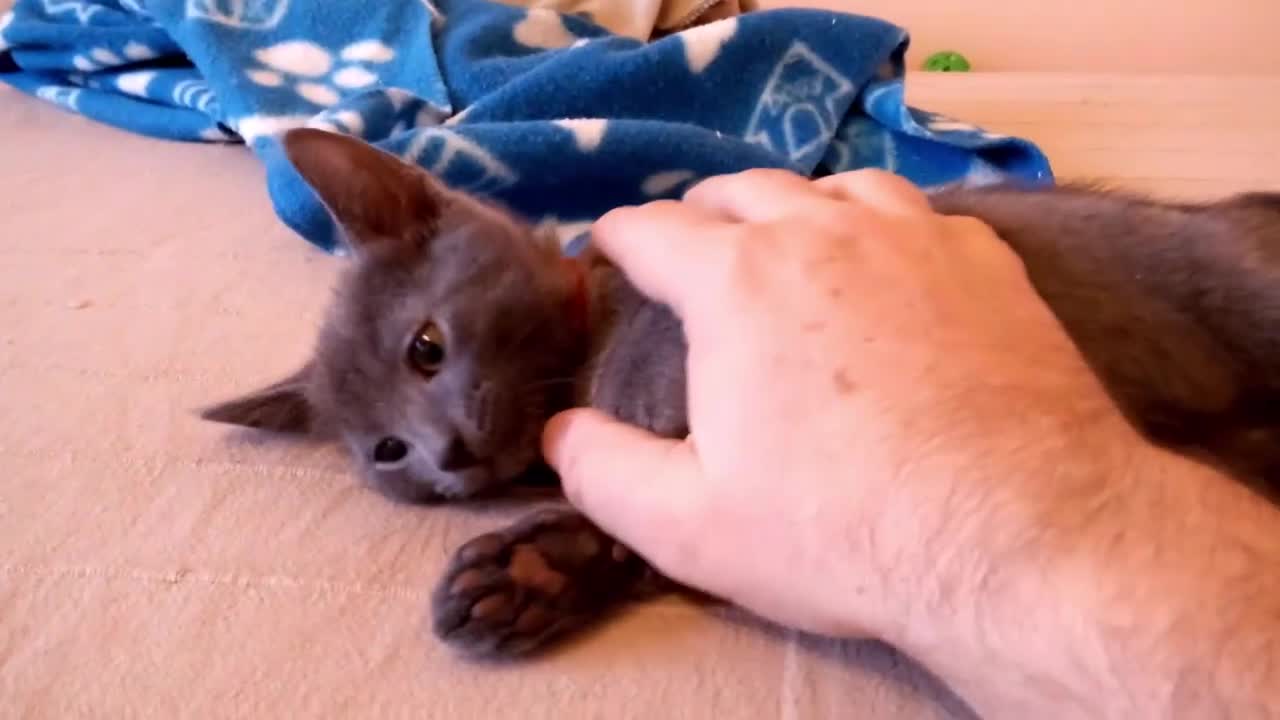 Russian Blue cats for sale: Russian Blue Kittens - 2 Boys left - Video 3