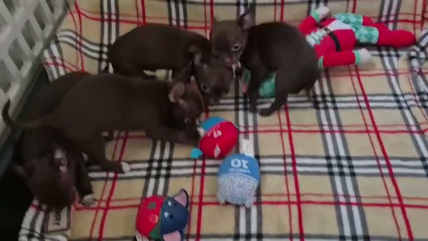 Chihuahua dogs for sale: ❤️Stunning Chocolate Chihuahua Puppies 🐾 - Video 1