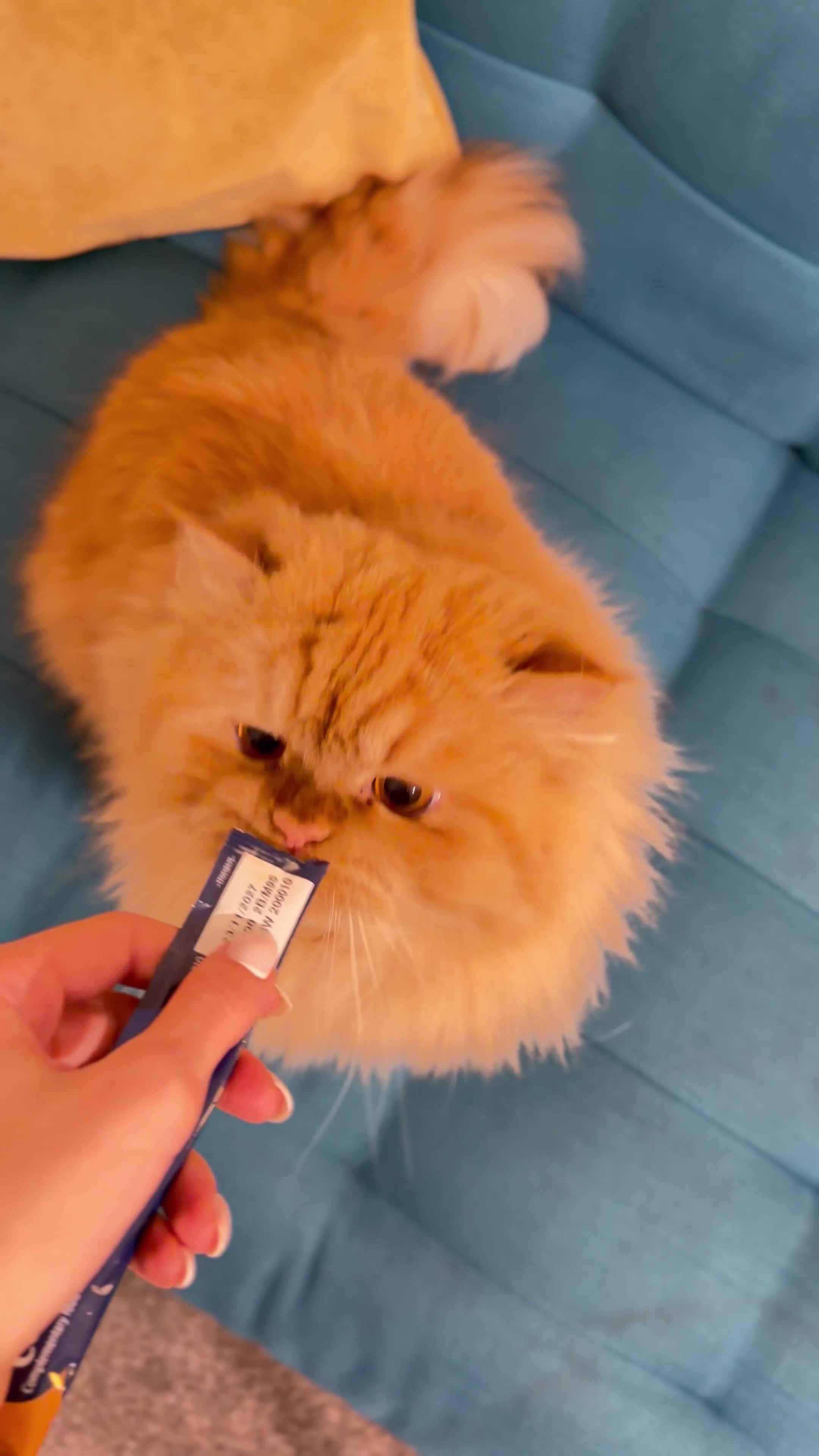 Persian cats for stud: 🏆 Proven Ginger Persian Stud|Experienced|Healthy - Video 1