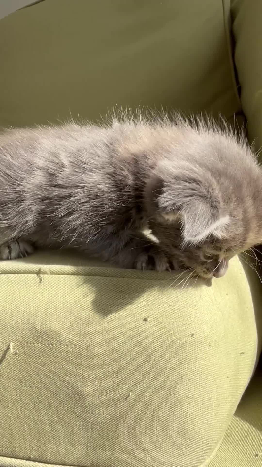 Scottish Fold cats for sale: 🐾ADORABLE SCOTTISH KITTENS FOR SALE🐾  - Video 1