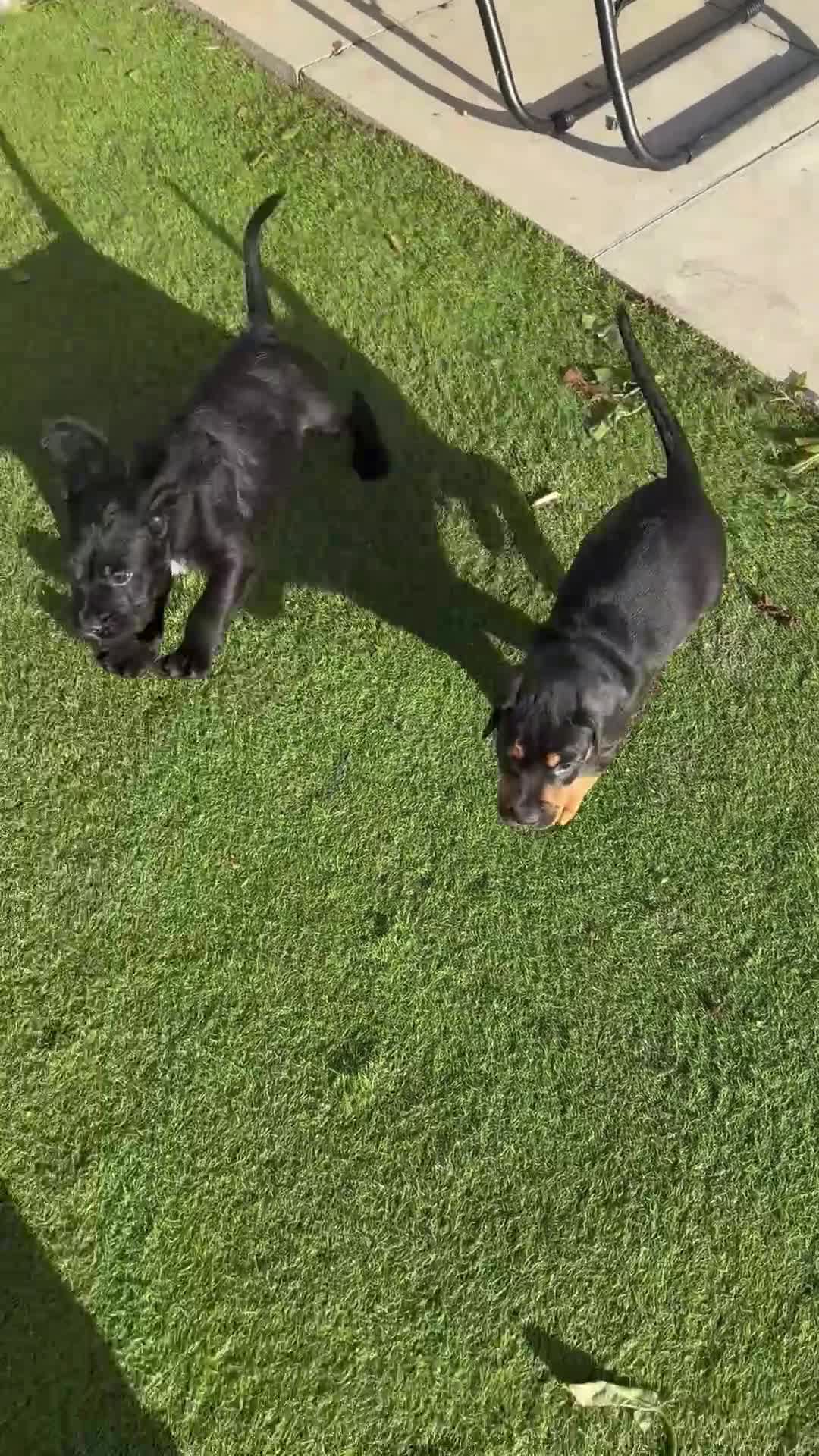 Mixed Breed dogs for sale: Beautiful unique puppies last girl left  - Video 1