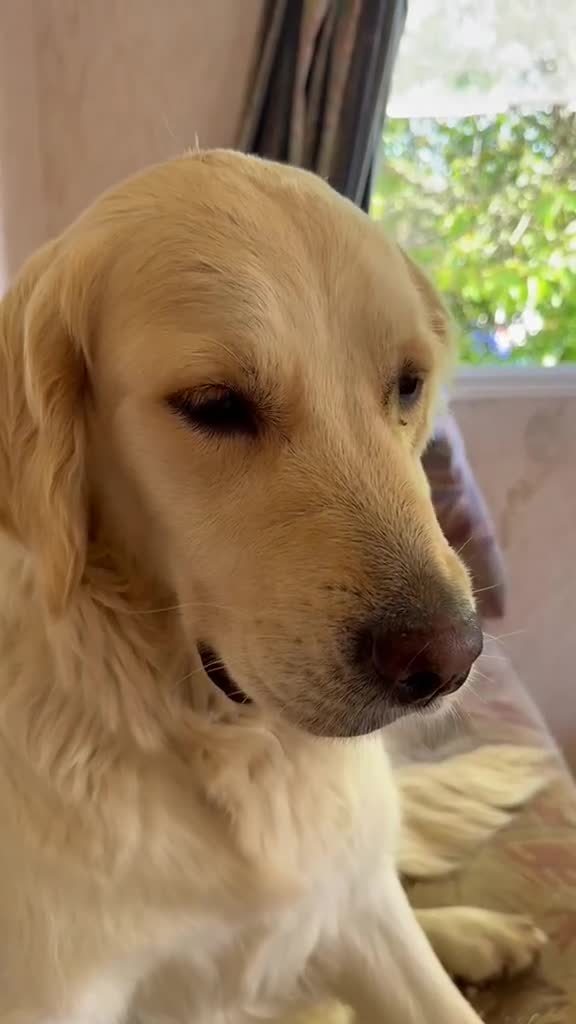 Golden Retriever dogs for sale: Mack/ Bryn Bach Golden X Evie/ Angel Annwyl - Video 1