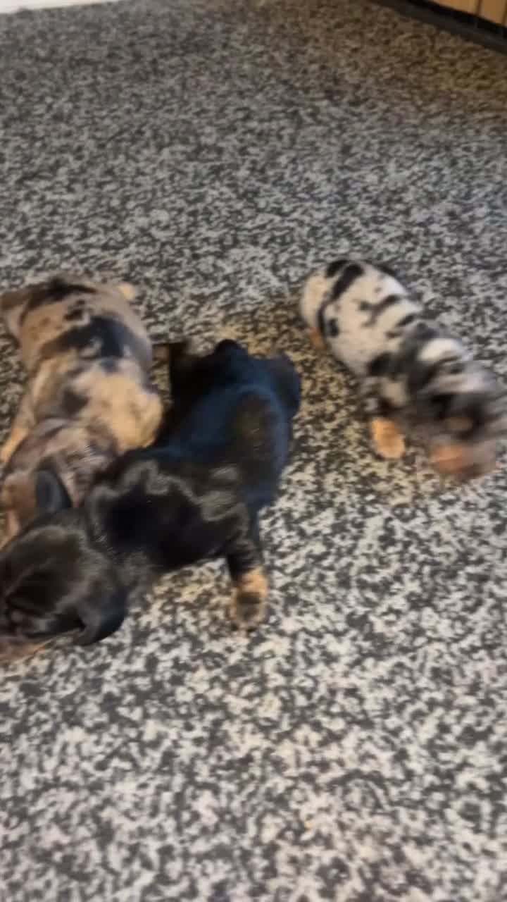 Dachshund dogs for sale: Dachshund puppies - Video 4