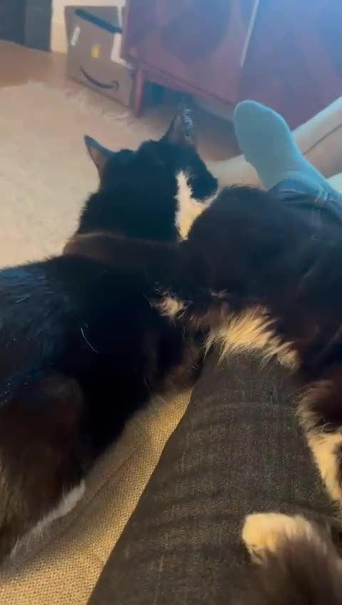 Mixed Breed cats for adoption: Bonded pair of male rescue kittens  - Video 1