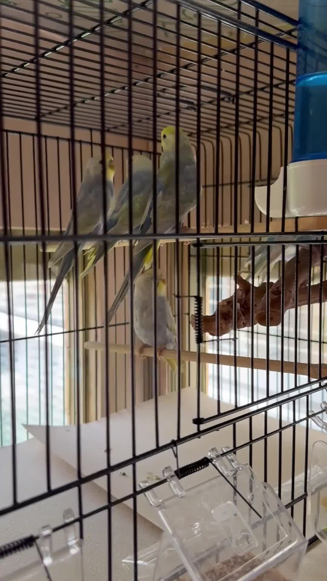 Budgerigars birds for sale: Lovely young rainbow budgies male and female  - Video 1