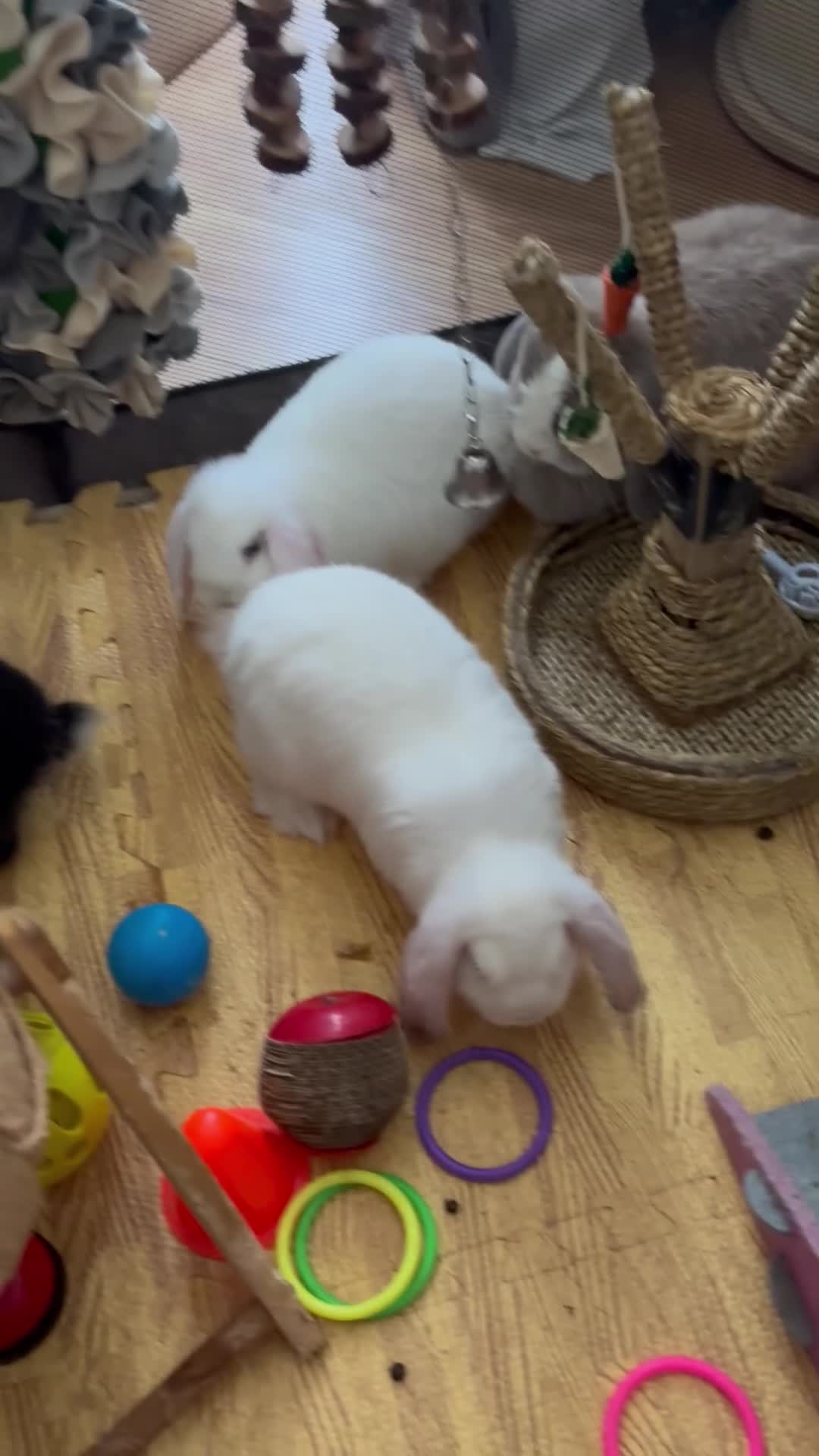 Mini Lop rabbits for sale: Stunning Mini Lops - Bucks - Video 1