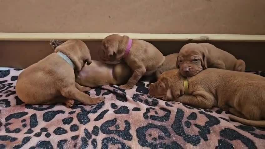 Hungarian Vizsla dogs for sale: Hungarian Russet Gold Vizsla Puppies.Non KC. - Video 2