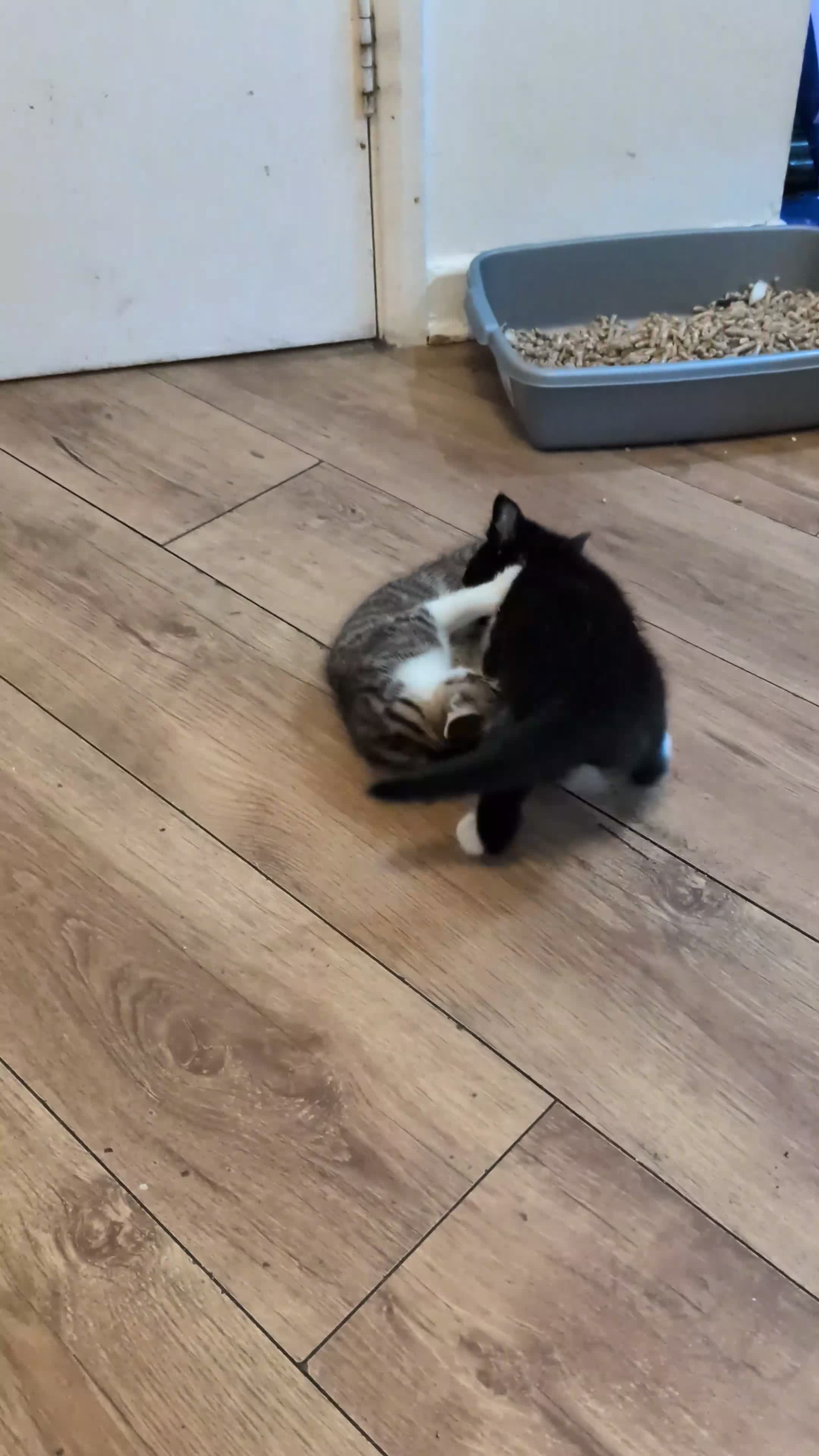 British Shorthair cats for sale: Two Tiny Best Friends Seeking a Forever Home! - Video 4