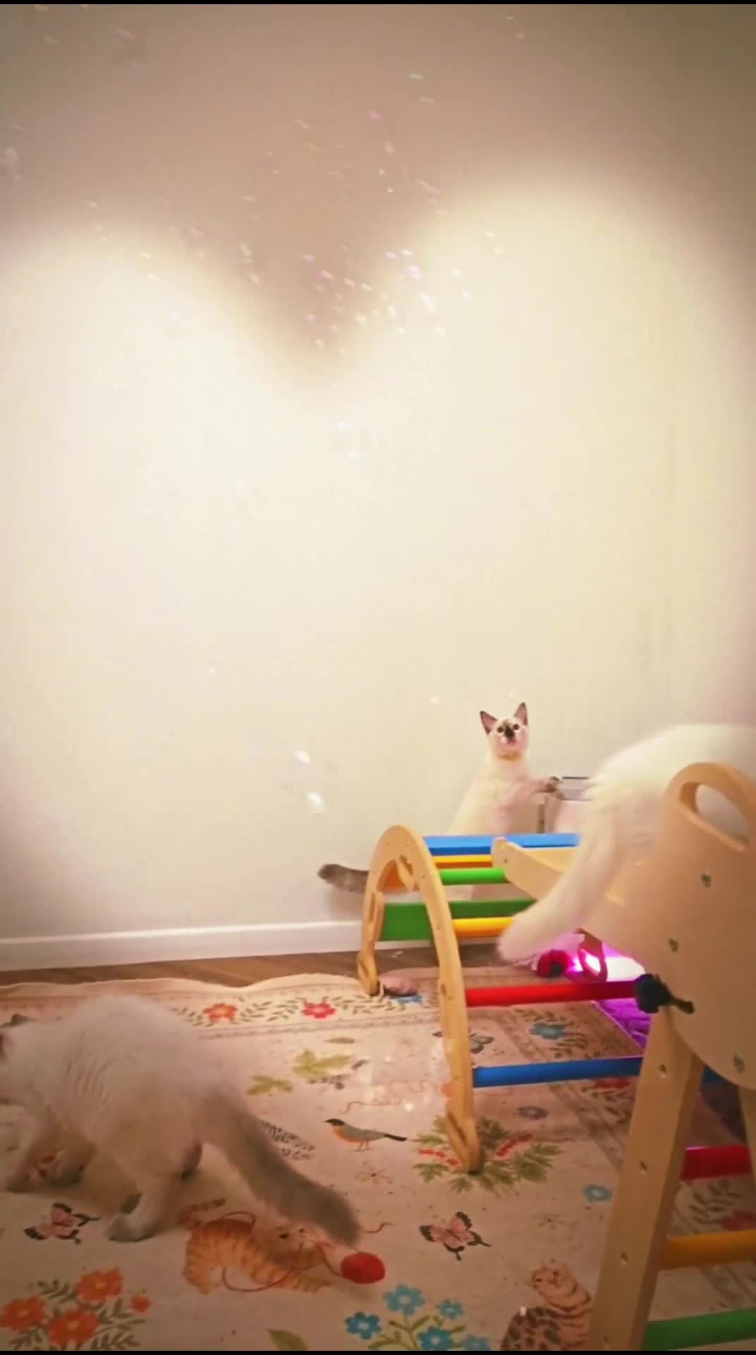 Ragdoll cats for sale: GCCF Show-Line Ragdolls - Fully Vacc & Ready Now - Video 4