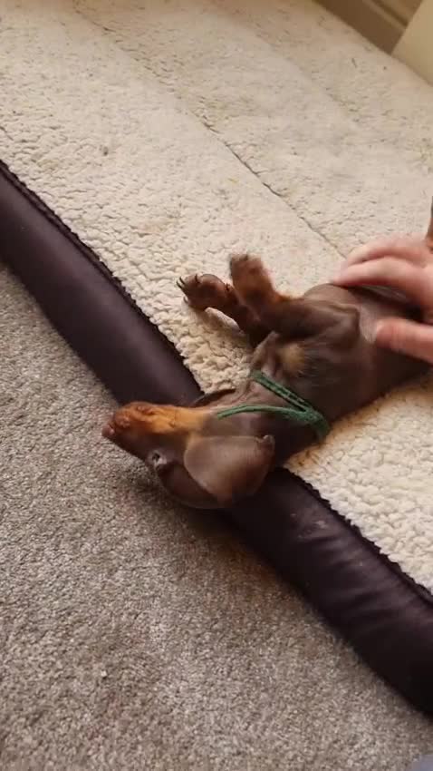 Miniature Dachshund dogs for sale: Gorgeous Mini Smooth Dachshunds Ready Now - Video 4