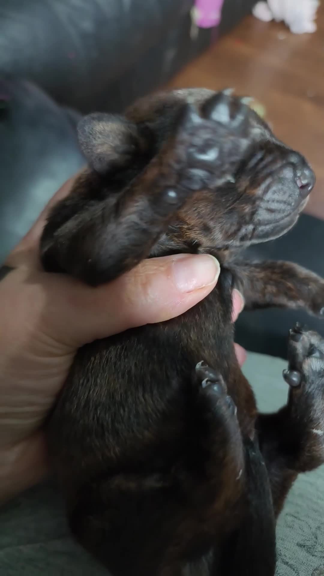 Dachshund dogs for sale: Dachshund X for sale - Video 1