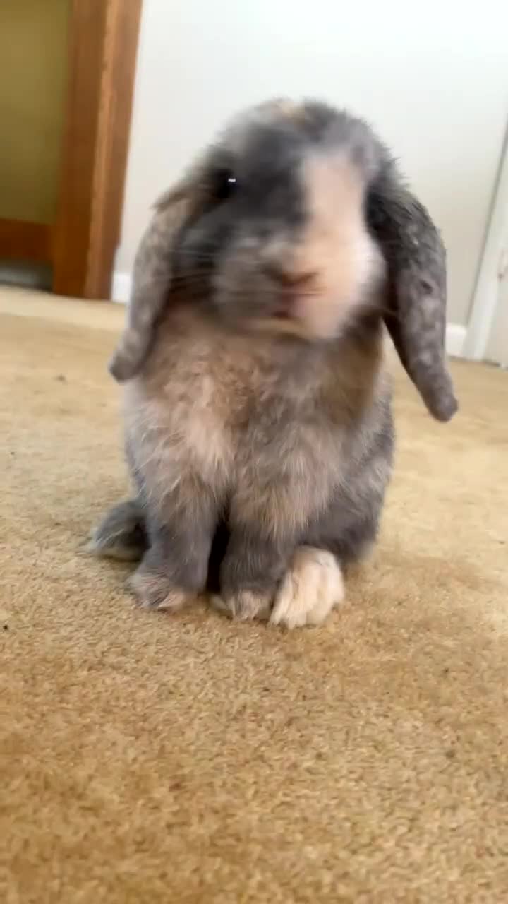 Mini Lop rabbits for sale: adorable bunny rehoming 🤞🏼 - Video 2