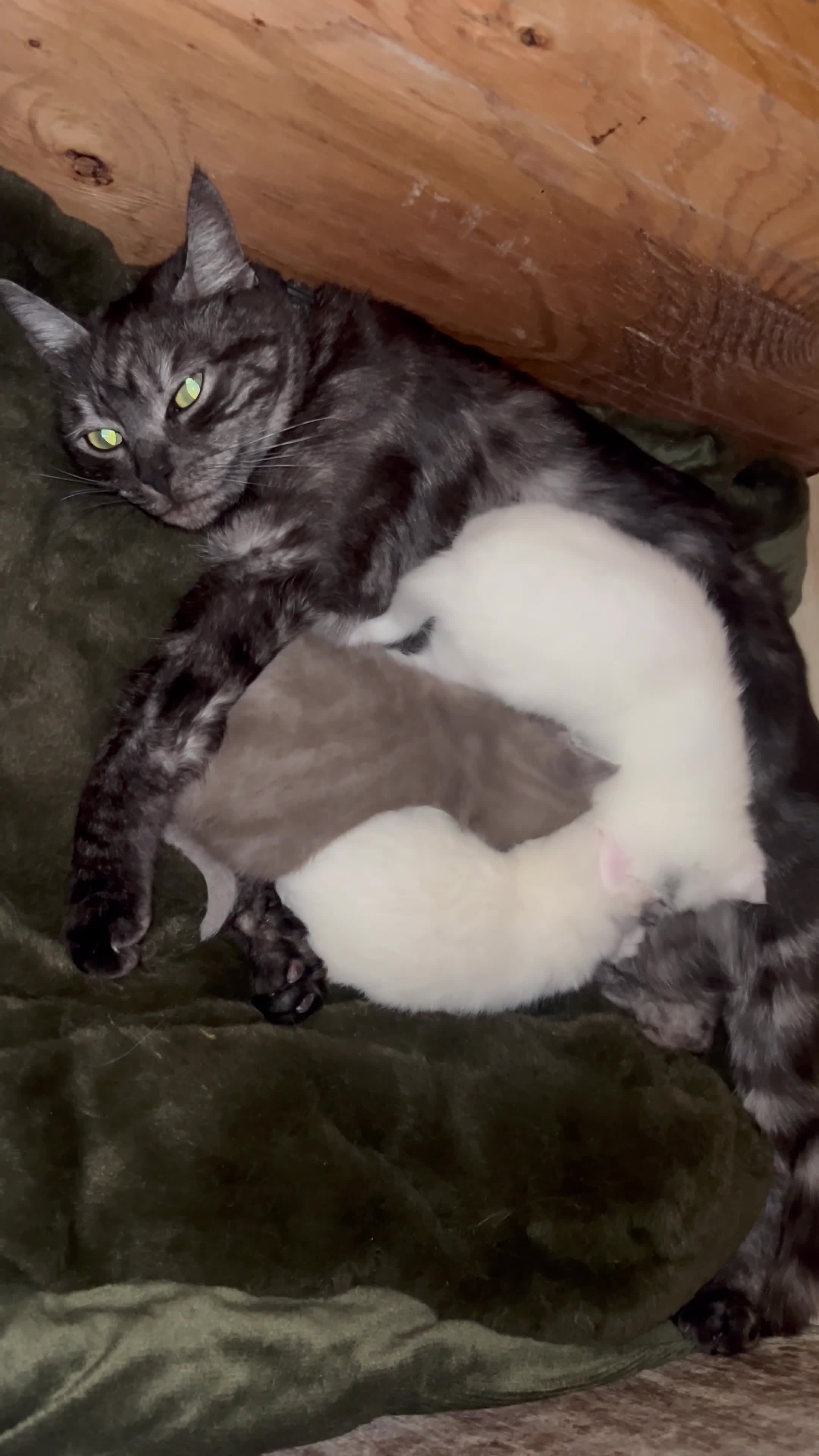 British Shorthair cats for sale: Pair of BSH boys ready in one week  - Video 1