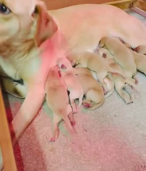Labrador Retriever dogs for sale: Last boy Labrador kc reg  in Preston - Video 1