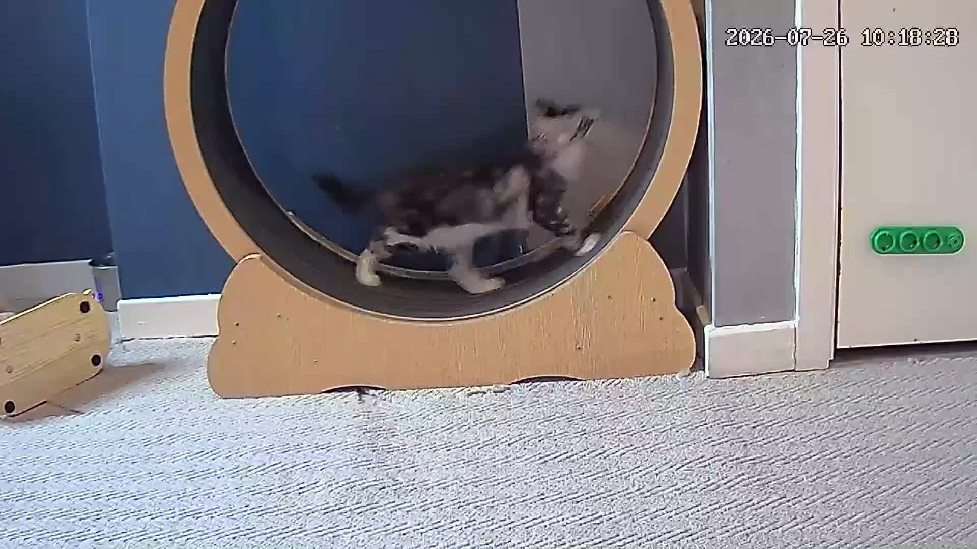 Maine Coon cats for sale: Licensed XXL Maine Coon kittens - Video 1