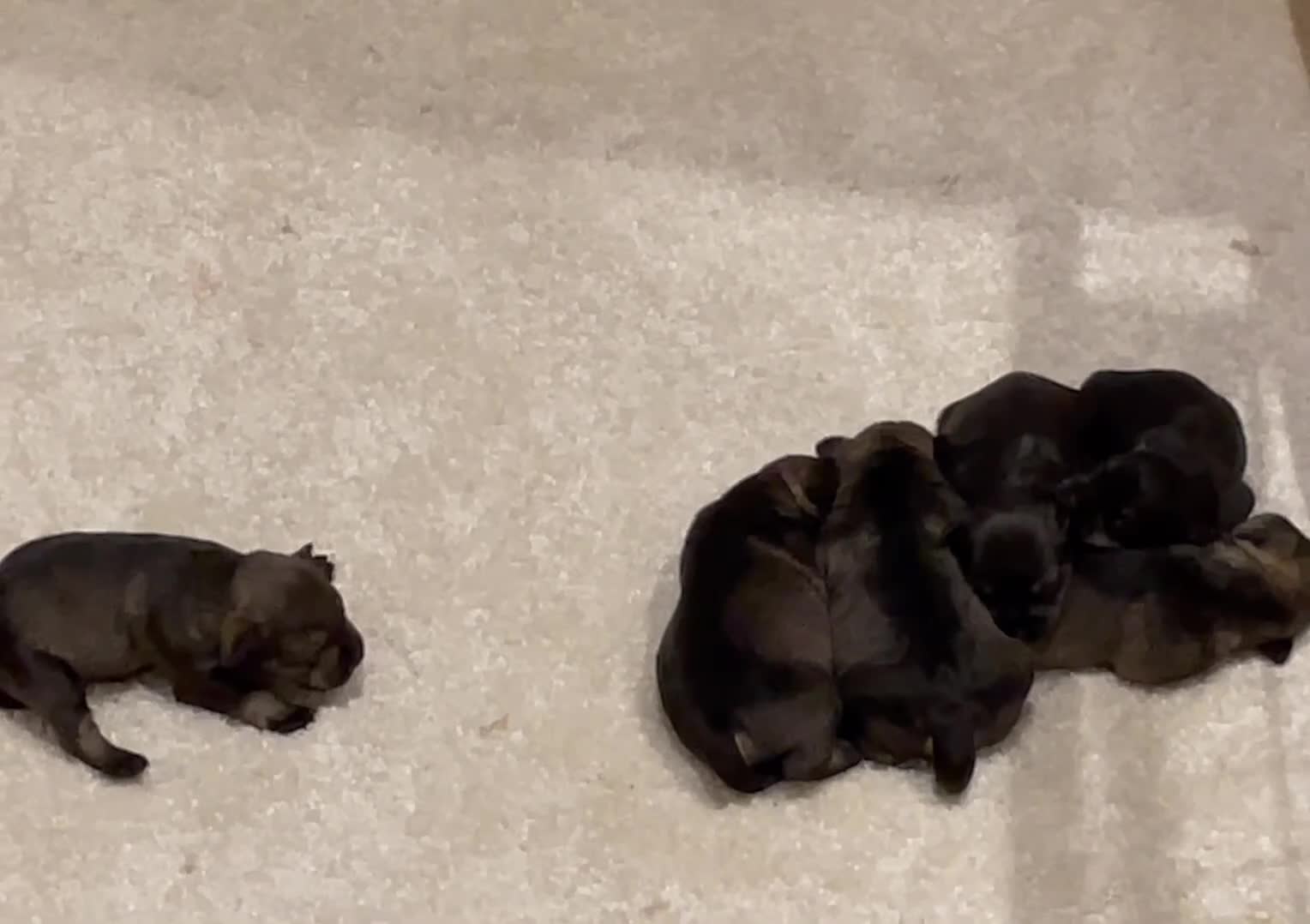 Miniature Schnauzer dogs for sale: KC registered DNA tested Miniature Schnauzer pups  - Video 1