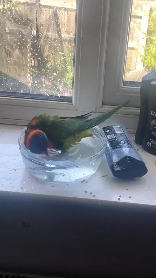 Lorikeets birds for sale: 🩵reo🩵 - Video 1