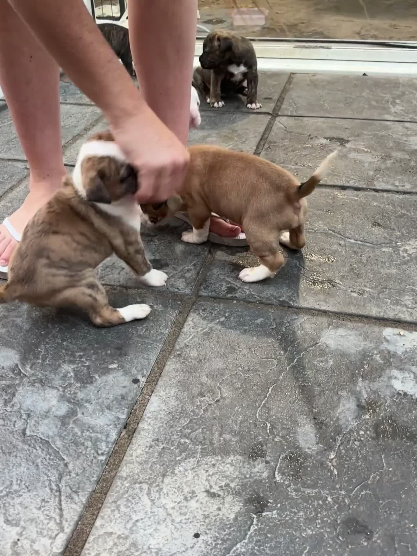 Mixed Breed dogs for sale: French mastiff x American bull dog  - Video 3