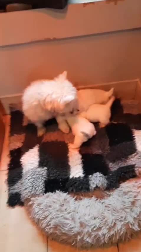 West Highland Terrier dogs for sale: Beautiful bestie pups - Video 1