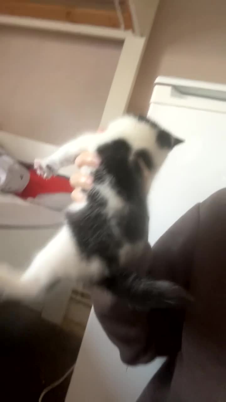 Mixed Breed cats for sale: Kittens for sale - Video 1