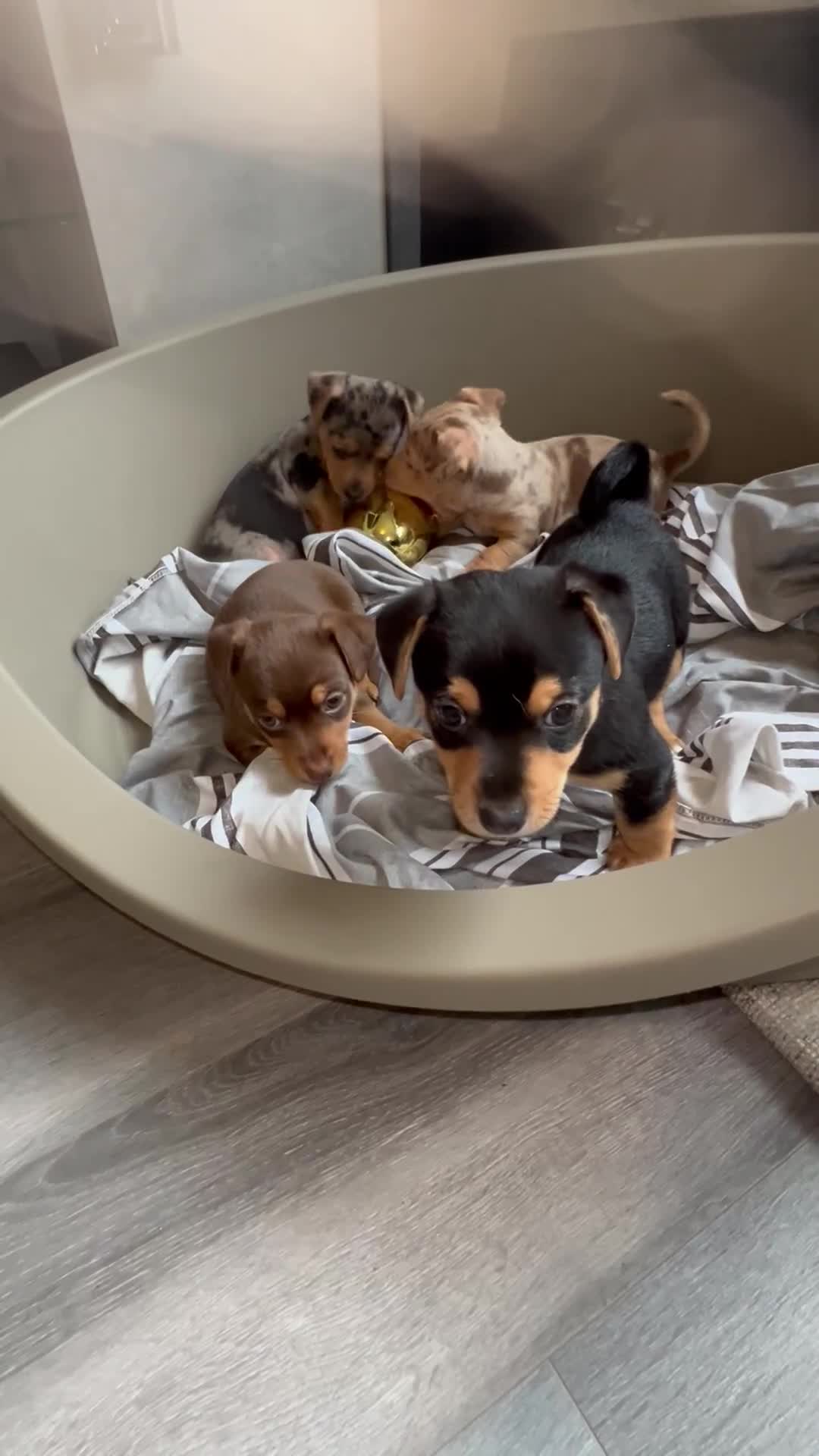 Jack Russell dogs for sale: Miniature Jack Russell  - Video 2