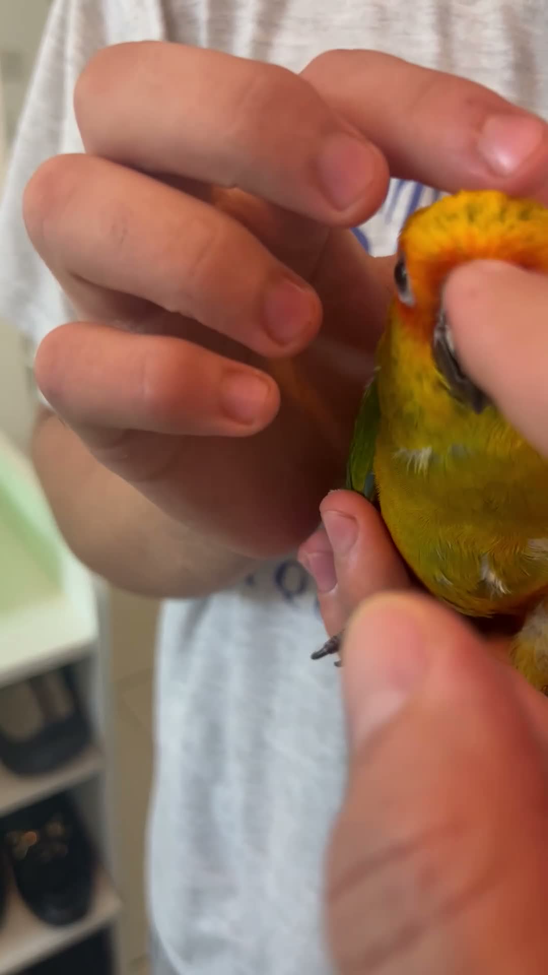 Mixed Breed birds for sale: Beautiful Hand-Reared Sun Conure Babies – Weaned  - Video 4