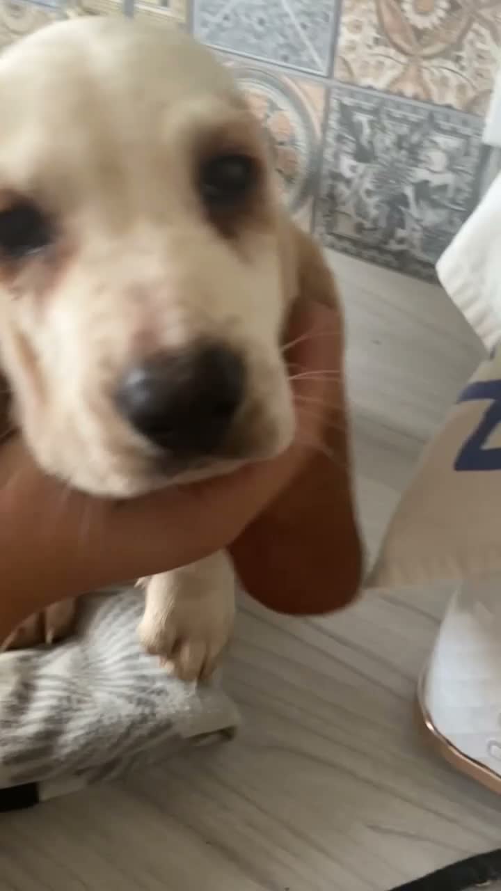 Basset Hound dogs for sale: Now Ready for New Forever Homes - Video 4