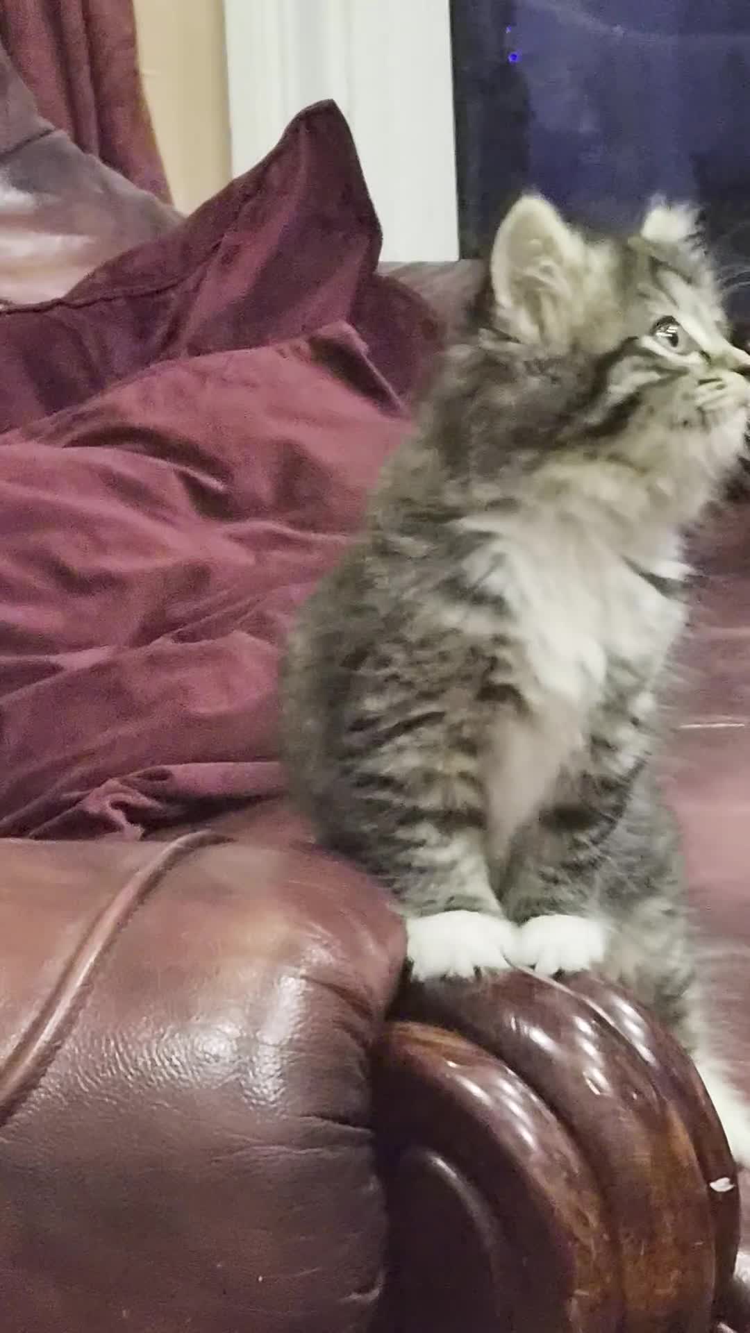 Mixed Breed cats for sale: Main Coon Mix - Video 5